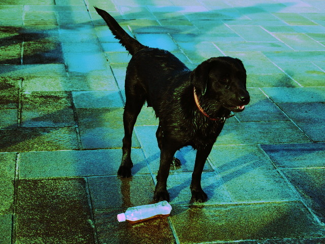 dog