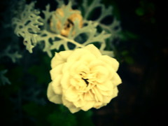 花１