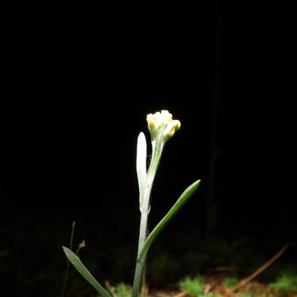 スポットライト