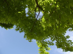 木陰は気持ちいい