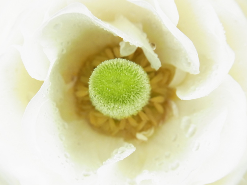 緑のニョロニョロ