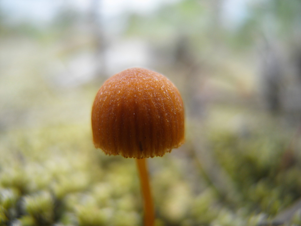 小さなキノコ
