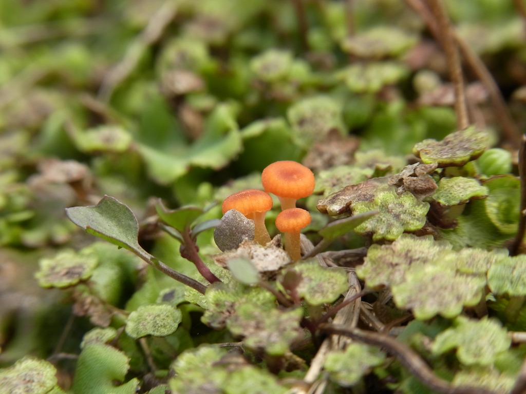 おやこ旅　道は険し