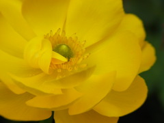 車庫横　母の花