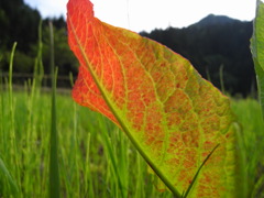 あかいは