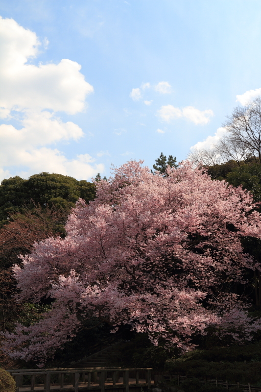 タカトオコヒガン桜