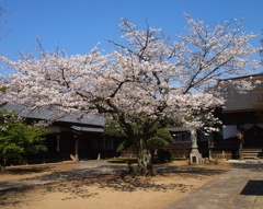 Sakura of the temple Kaiho