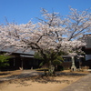 Sakura of the temple Kaiho