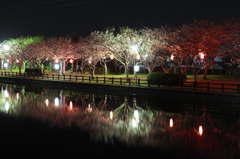 袋公園の夜桜
