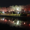 袋公園の夜桜