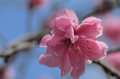 袋公園の枝垂れ桜