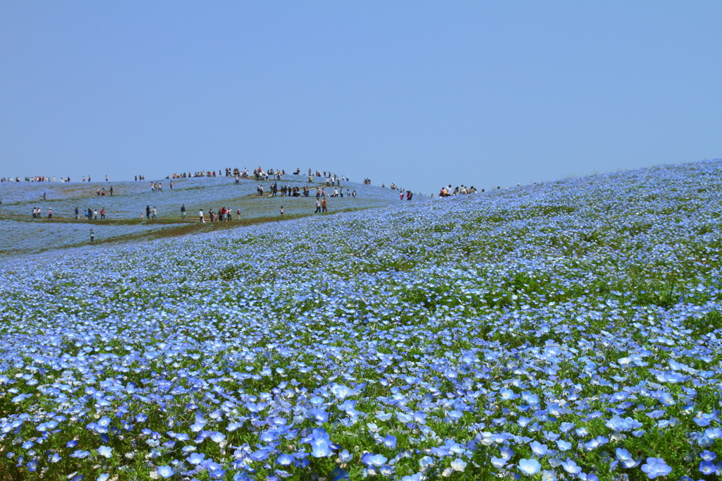 Blue sky to Blue flower