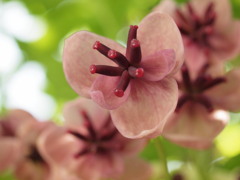 あけび