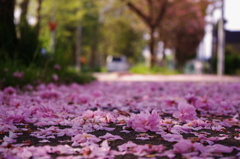 桜の絨毯