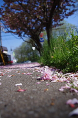 桜の誇り