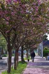 桜色の道