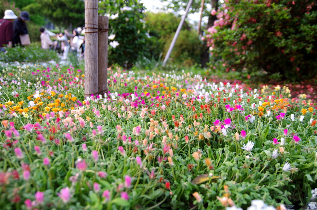 小さな花たち