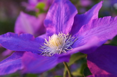きれいな花