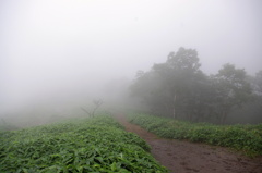 霧降高原