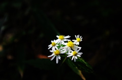 小さな花