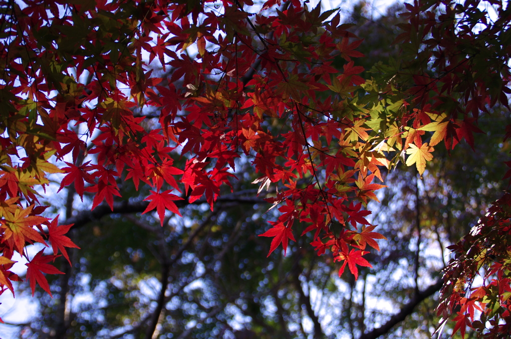 紅葉