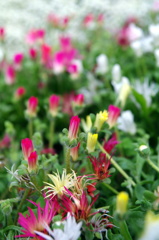 きれいな花たち