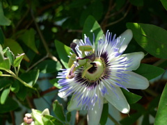 きれいな花