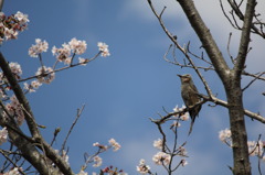 花見