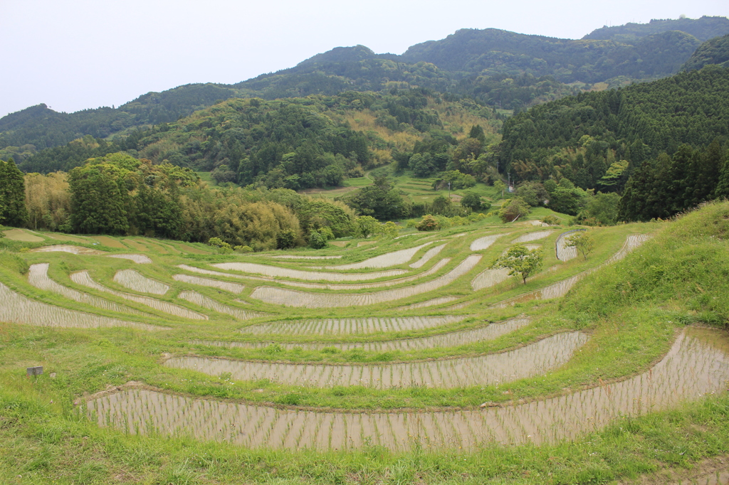 大山千枚田1