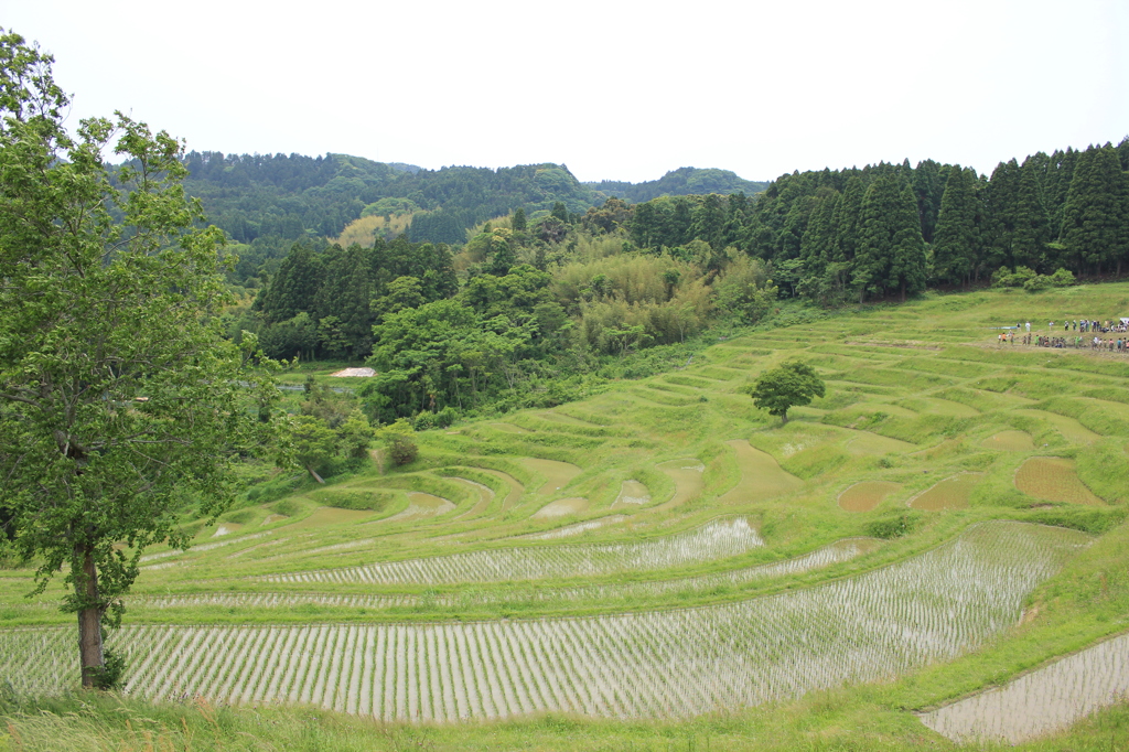 大山千枚田4