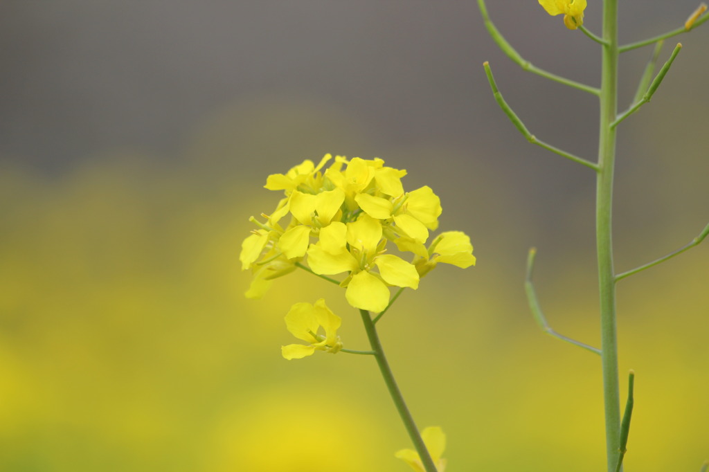 菜の花