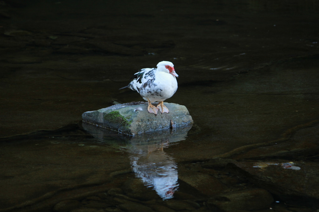 野鳥