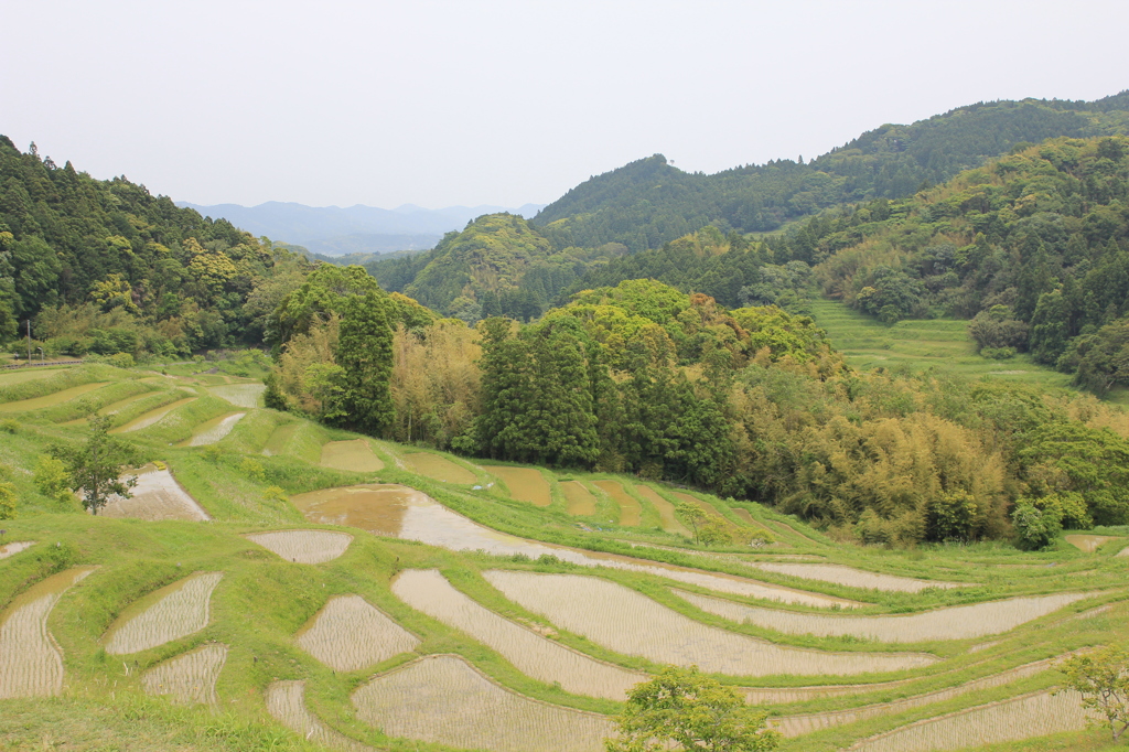 大山千枚田2