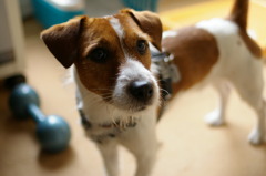 Jack Russell Terrier 'kiri'