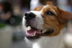 Jack Russell Terrier 'kiri'