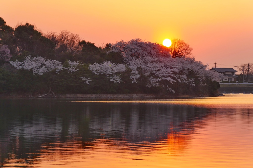 夕日と桜