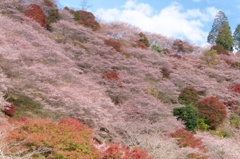 秋の桜
