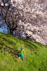 河童と桜