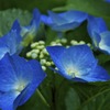 紫陽花