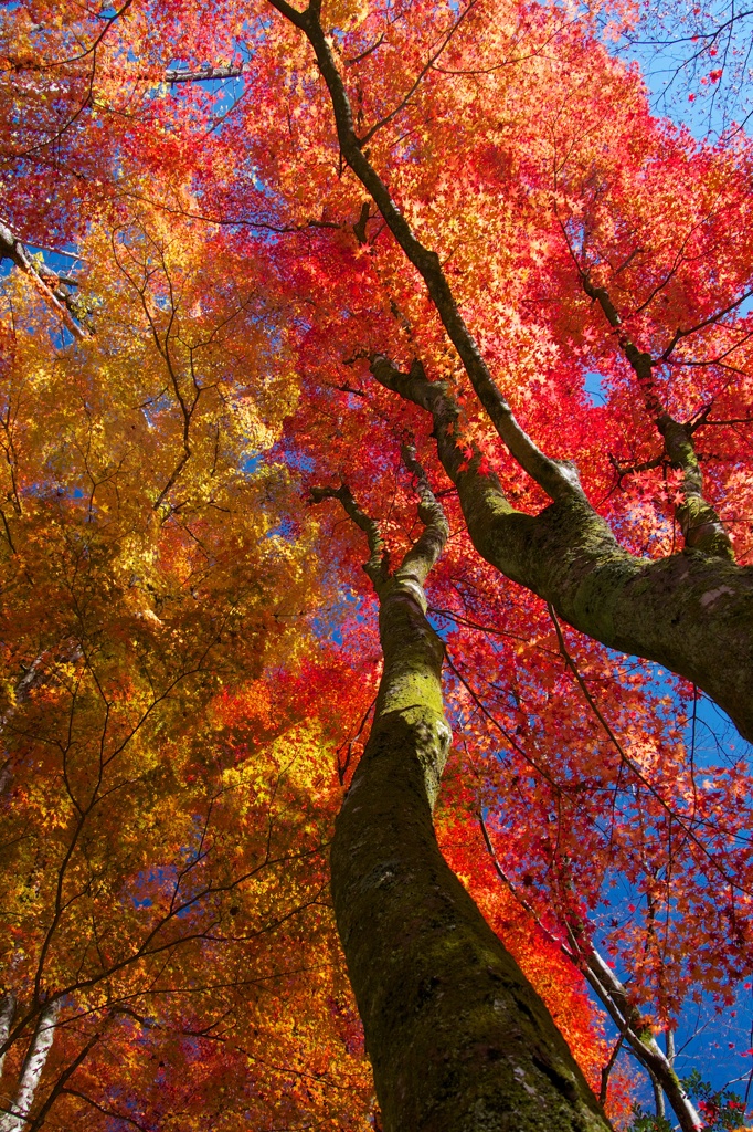 見上げれば紅葉