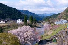 桜のある風景