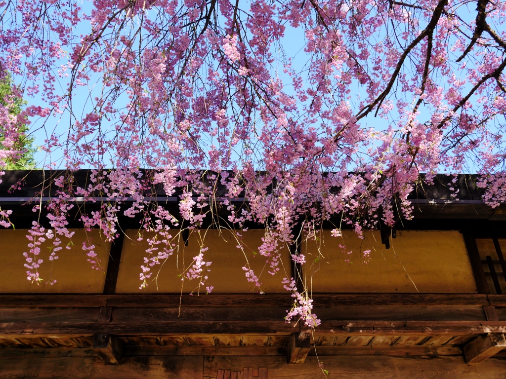 花すだれ By はるさん Id 写真共有サイト Photohito