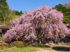 立場茶屋の枝垂れ桜
