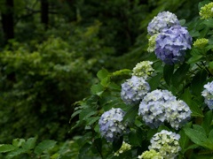 雨の日の紫陽花