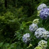 雨の日の紫陽花