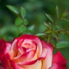 グラディーションの薔薇