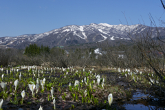 ひるがの高原の水芭蕉