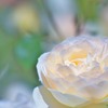 明るい薔薇
