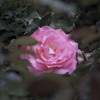 薔薇１輪
