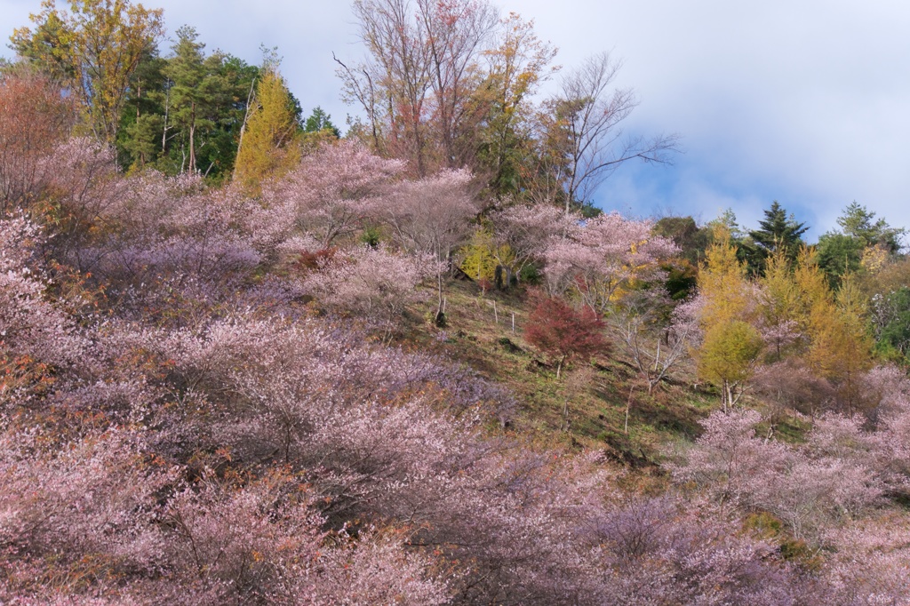 紅葉と桜の丘